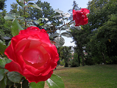 sdc12466-400.jpg